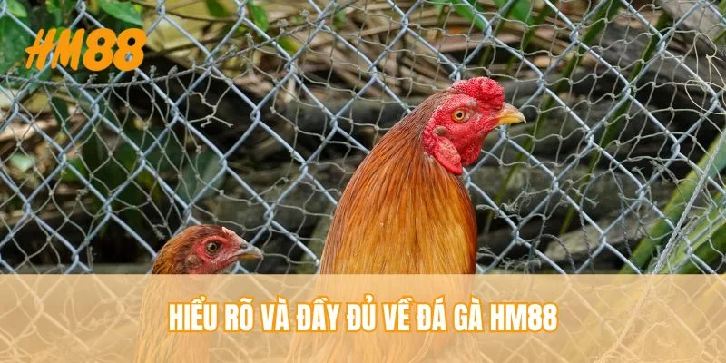 Hiểu rõ và đầy đủ về đá gà HM88