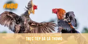 truc-tiep-da-ga-thomo